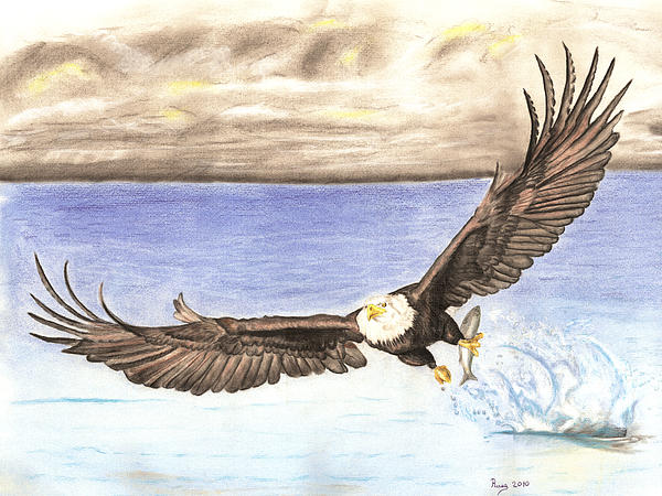 American Bald Eagle captures Fish Drawing