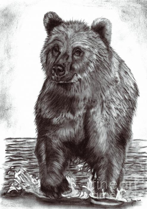 Brown Bear on the Hunt Drawing